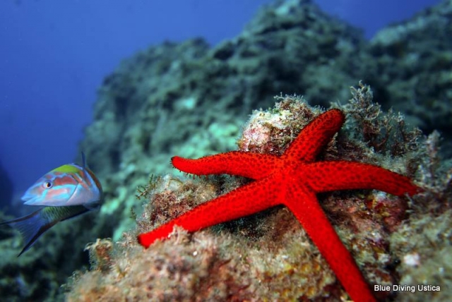  Red starfish 